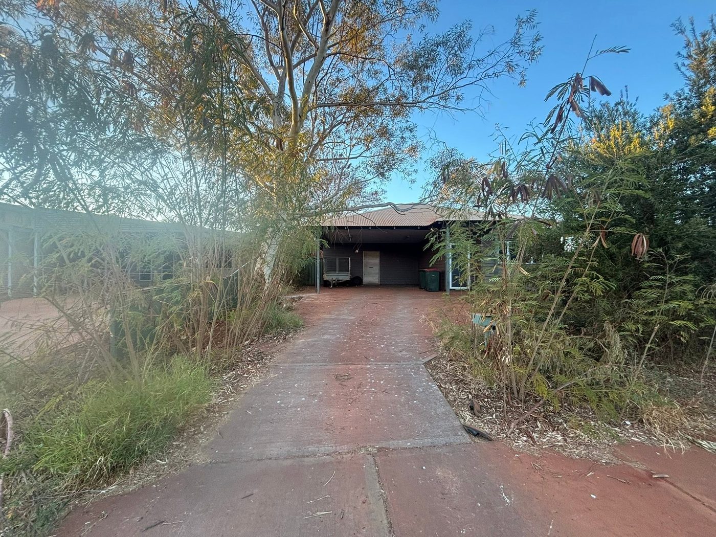 Driveway overgrown with weeds and scrub before clearing
