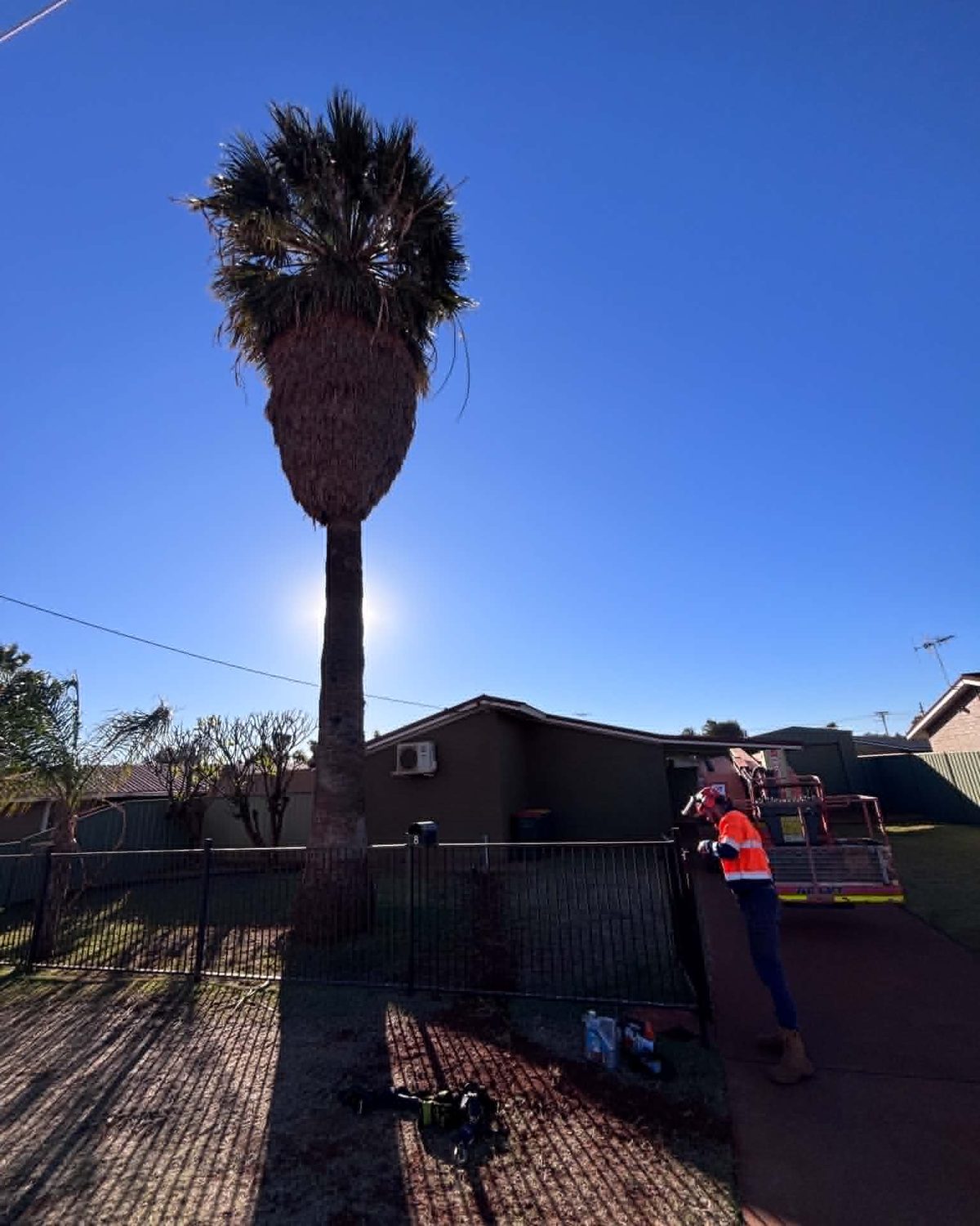 Tall palm being cut down by an S.L Landscaping crew member in the Pilbara